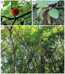 Image result for Broussonetia papyrifera