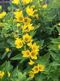 Harald hendrichsen morganton, nc, usa (zone 7b). Yellow Loosestrife Lysimachia Punctata Hardy Perennial Plant That Grows 61 Centimeters Tall Or More Almo Hardy Perennials Perennials Tall Perennial Flowers