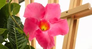 Read on to learn more. How To Grow Marvelous Mandevillas Greenstreet Gardens
