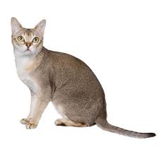 See more of singapura on facebook. Singapura Cat Breed Information Purina