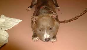 Image result for why pitbull heavy chain