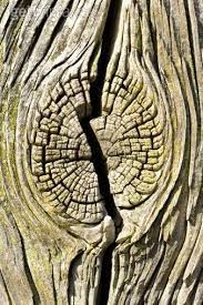 Huge collection, amazing choice, 100+ million high quality, affordable rf and rm images. Cracked Tree Trunk Natural Form Art Texture Photography Natural Forms Gcse