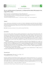 Image result for Pycreus melas