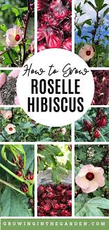 The beverage is well known for its color, tanginess and flavor.dried hibiscus is edible, and is often a delicacy in mexico. How To Grow Roselle Hibiscus Growing Jamaican Sorrel Growing In The Garden