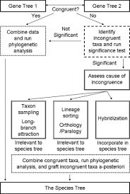 Image result for Satyrium coriophoroides