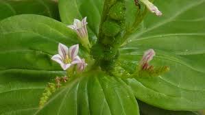 Image result for Spigelia anthelmia