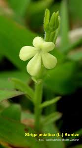 Image result for Striga asiatica