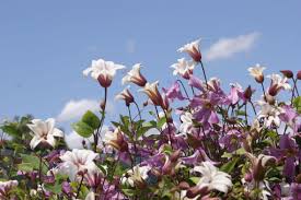 De groep van clematis bevat de meeste soorten, in vele vormen en kleuren van bloemen. Alles Wat Je Moet Weten Bij Het Aanplanten Van Clematissen De Tuinen Van Appeltern