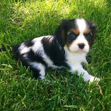 Lola is the mother she is tri and copper is the father he is blenheim both family pets with amazing temperaments. 23 Buy King Charles Cavalier Puppy Brisbane L2sanpiero
