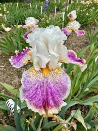 Sordid Lives - Tall Bearded Iris (TB) – Exline Iris Garden