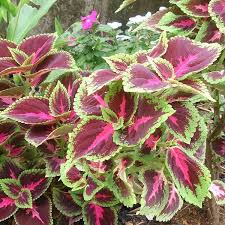 Image result for Coleus tetragonus