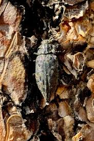 Image result for Buchnera chimanimaniensis