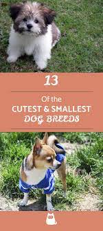 13 Small Dog Breeds List With Pictures Dog Breeds Dog Breeds List Family Dogs Breeds