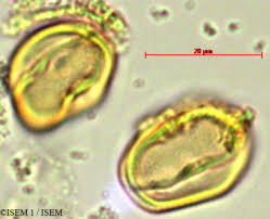 Image result for Antherotoma tenuis