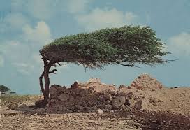 Image result for Libidibia coriaria