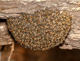 Download Quorum Determines New Hive Site Biological Strategy Asknature
