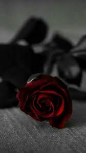 Beautiful Black And Red Rose Wallpaper Hd Pin By O Mar On Black And Red Roses Wallpaper Rose Images Aesthetic Roses