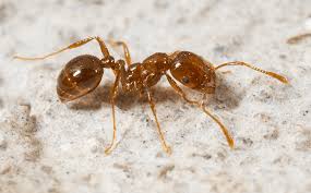 Many people cannot distinguish between the different species although dozens of species can live near your house. Profile Ants