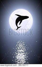 Moreover, you can see the whale's silhouette much easier from above in the transparent water and that really makes for some beautiful photos. Whale Jumping Under Vector Photo Free Trial Bigstock