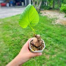 Image result for Adenia fruticosa