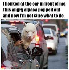 Hilarious Memes That Will Actually Have You Rolling On The Floor Laughing