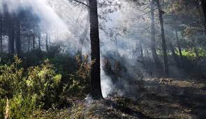 Son günlerde peş peşe yangınlarla gündeme gelen alana ekipler sevk edildi. Aydos Ormani Nda Yangin