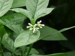 Image result for Psychotria kirkii