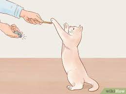 3 Ways To Treat Excessive Flatulence In Cats Wikihow Pet