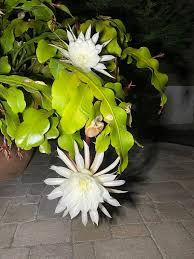 Image result for Oxypetalum