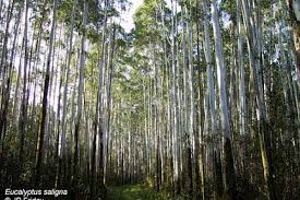 Image result for Eucalyptus saligna