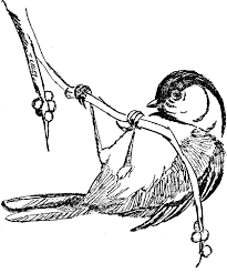 Bird Pictures To Color For Free Free Online Pictures Of Birds To Color For Adults And Kids Bird Coloring Pages Chickadee Drawing Coloring Pages