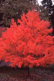 Patented in 1982, this tree was listed with the u.s. Acer Rubrum October Glory Landscape Plants Oregon State University