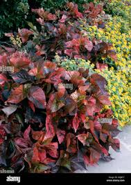 Image result for Acalypha lanceolata