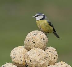 Install a baffle on your bird feeder pole. Why Are My Bird Feeders Still Full Mature Times