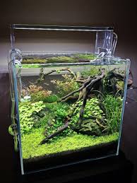 13 Jpg 960 1280 Aquascape Aquarium Aquarium Fish Tank Nature Aquarium