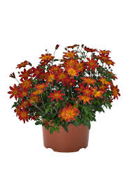 Image result for foto Dvouzubec