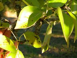 Asian or european pear varieties can moths, caterpillars and other insects can attack your pear tree, causing blackened leaves or other damage to the tree. Bartlett Pear Tree Brown Wilted Leaves 144080 Ask Extension