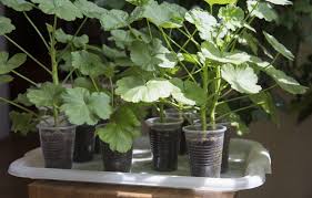 When starting geranium cuttings, i do not use rooting hormones for two reasons. Taking Geranium Plant Cuttings Tips On Starting Geraniums From Cuttings
