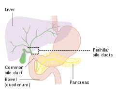 The liver is the largest solid organ in the human body. Liver Wikipedia