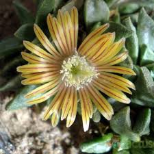 Image result for Nananthus vittatus
