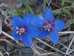 Image result for Lysimachia monelli