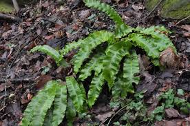 Image result for Asplenium africanum