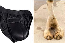 Camels can reach 7 feet in height (at the hump) and weigh up to 1500 pounds. Fake Camel Toe Underwear Is One Of The Weirdest Fashion Trends Ever Rare