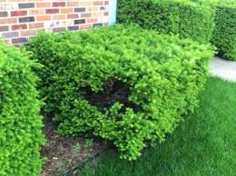Temchy artificial plants flowers faux boxwood shrubs 6 pack, lifelike fake greenery foliage with 42 stems for garden, patio yard, wedding, office and farmhouse indoor outdoor decor. What Should I Do About Holes In My Box Shaped Shrubs The Kansas City Star