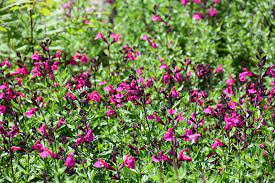 A member of the mirage™ series of autumn sage that are known for their more stunning flower colors and more compact growth than the parent species. Mirage Burgundy Autumn Sage Salvia Greggii Balmirbur In Selma North Carolina Nc At Dewayne S