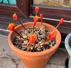 Image result for Cyphostemma obovato-oblongum