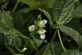 It can be grown in zones three through twelve, and is tolerant of heat and dry climates. 35 Of The Best Bush Bean Varieties Gardener S Path