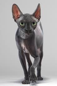 Sphynx Cat 3d Model In 2020 Sphynx Cat 3d Model Cats
