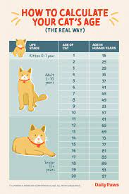 The Real Way To Calculate Your Cat S Age In Human Years Daily Paws