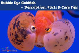 Goldfish Care Sheet Everything You Need To Know On One Page Bubble Eye Goldfish Goldfish Goldfish Care